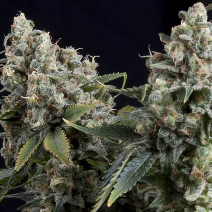 Auto Tutankhamon Pyramid Seeds