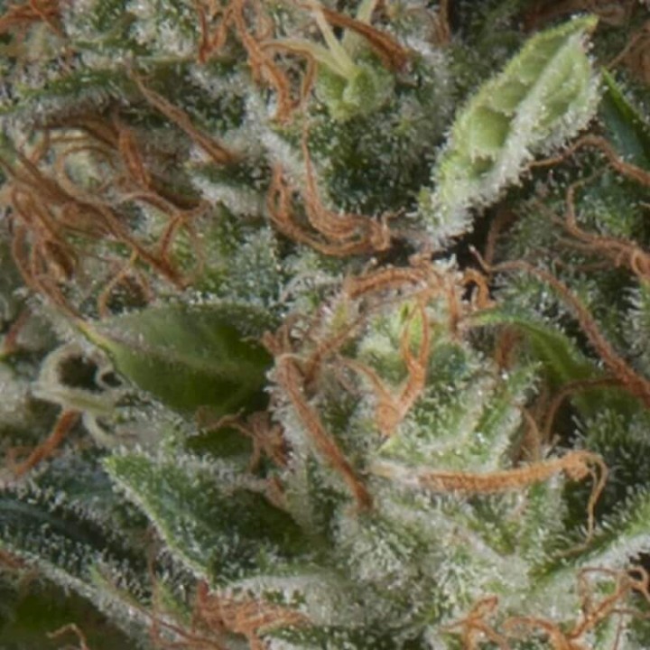 Auto Wembley Pyramid Seeds