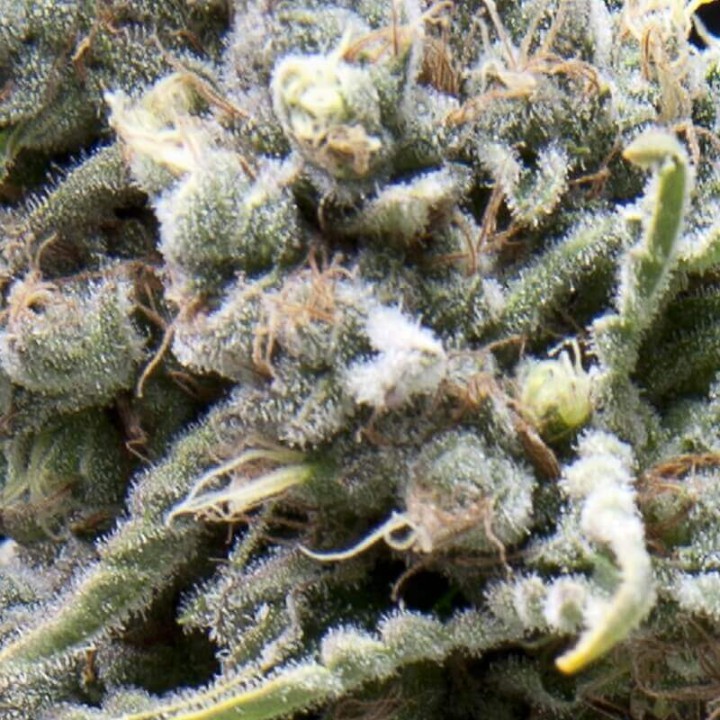 Auto White Widow CBD Pyramid Seeds