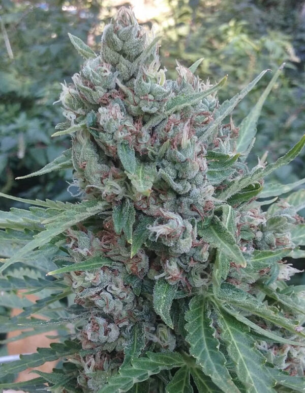 Auto Zamaldelica von ACE Seeds