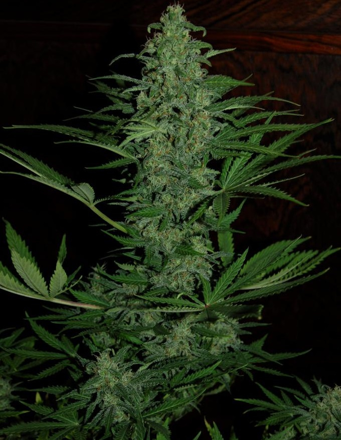 Auto Zamaldelica von ACE Seeds