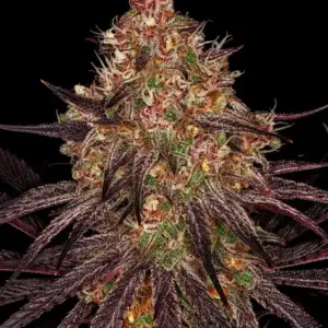 Ayahuasca Purple Barney's Farm