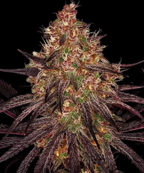 Ayahuasca Purple Barney's Farm