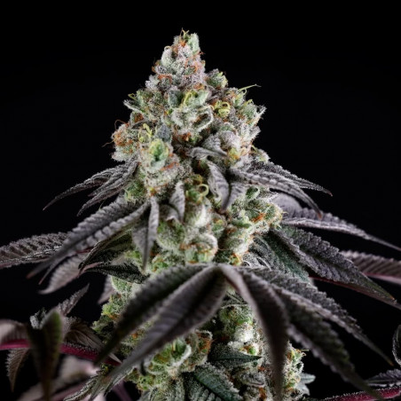 B-45 Silent Seeds