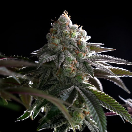 B-45 Silent Seeds