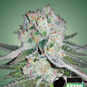 Banana Bomb von Bomb Seeds