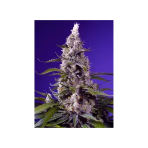Banana Cream Cake XL Auto von Sweet Seeds