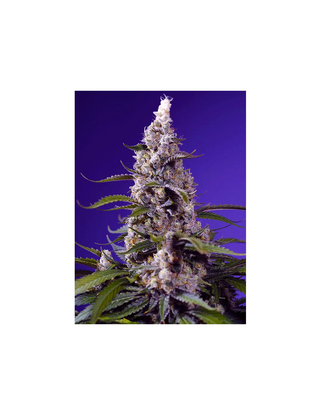 Banana Cream Cake XL Auto von Sweet Seeds