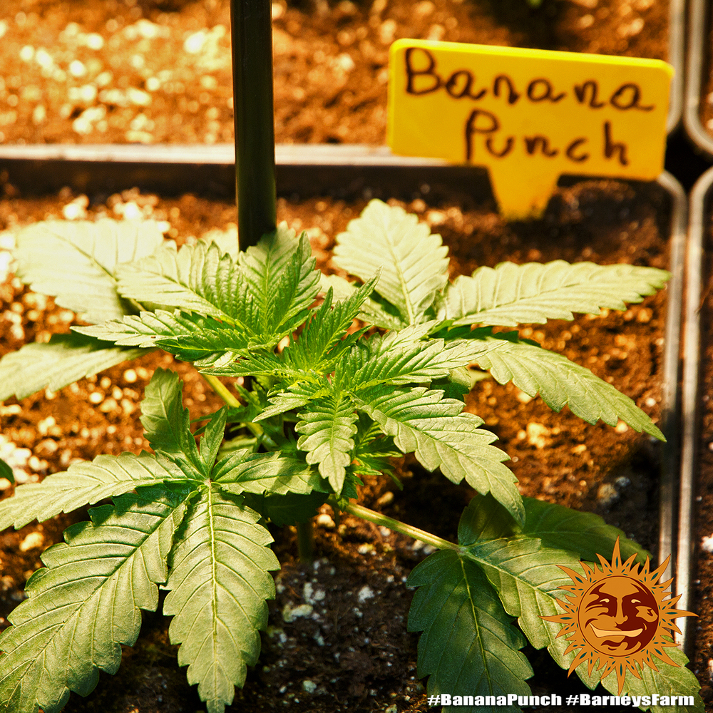 Banana Punch Barney’s Farm