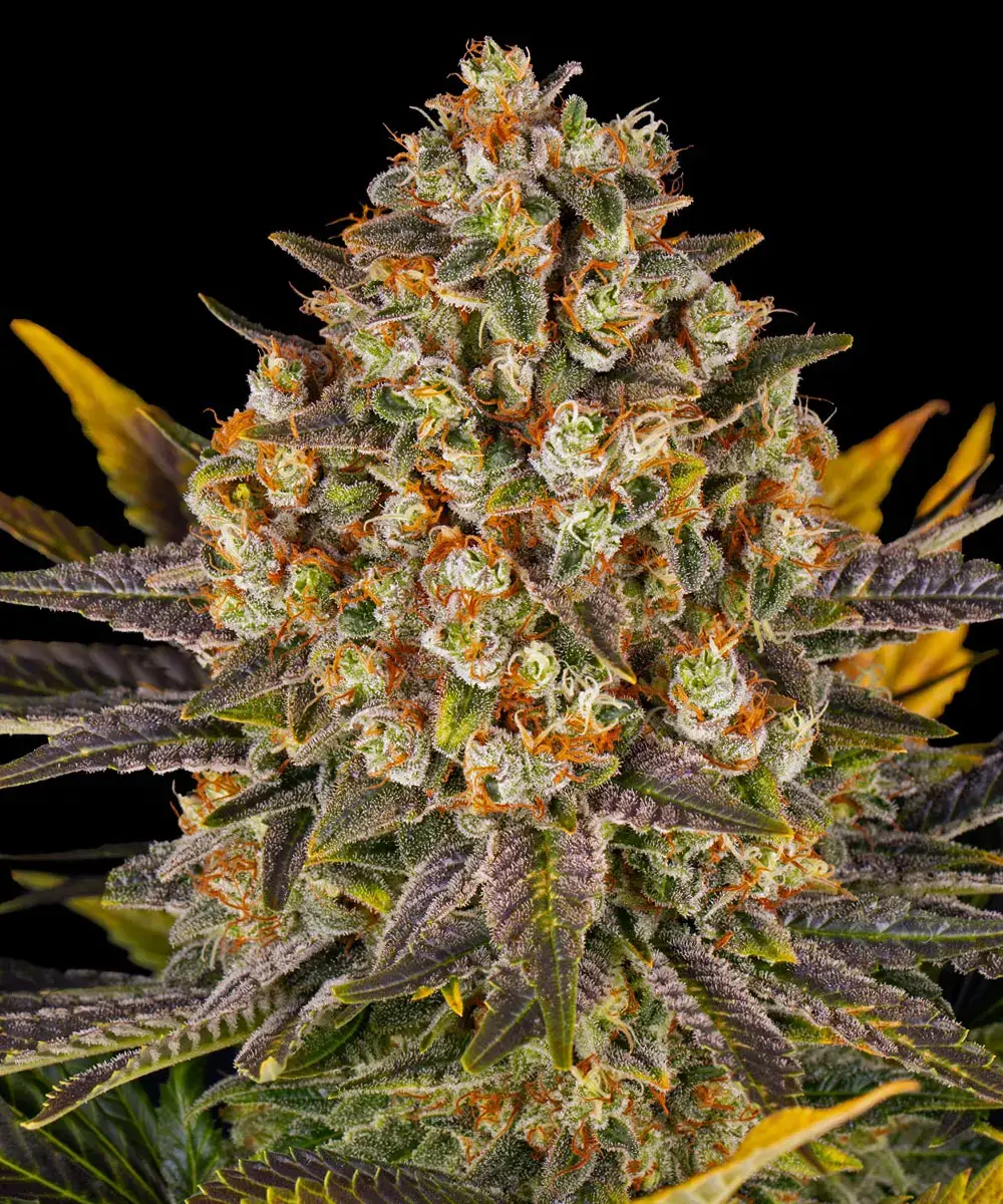 Banana Punch Barney’s Farm