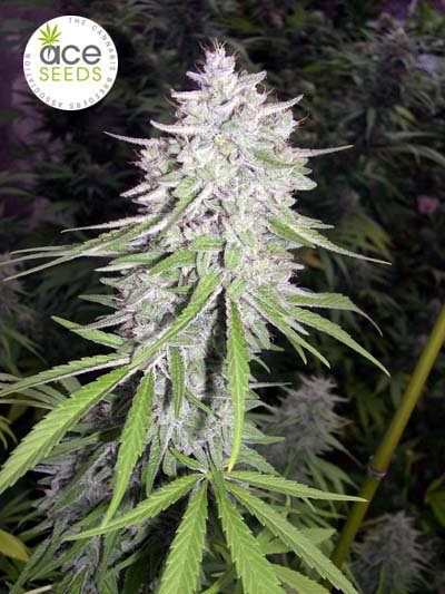 Bangi Haze von ACE Seeds