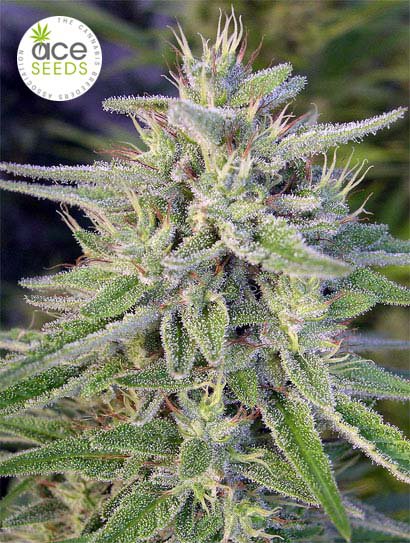 Bangi Haze von ACE Seeds