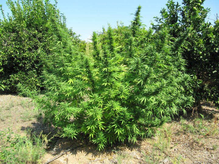 Bangi Haze von ACE Seeds