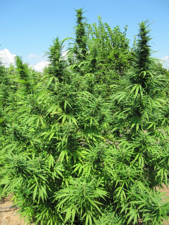 Bangi Haze von ACE Seeds