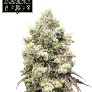 Barcelona Puff von Seedstockers