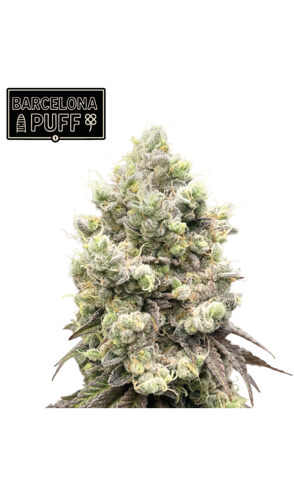 Barcelona Puff von Seedstockers