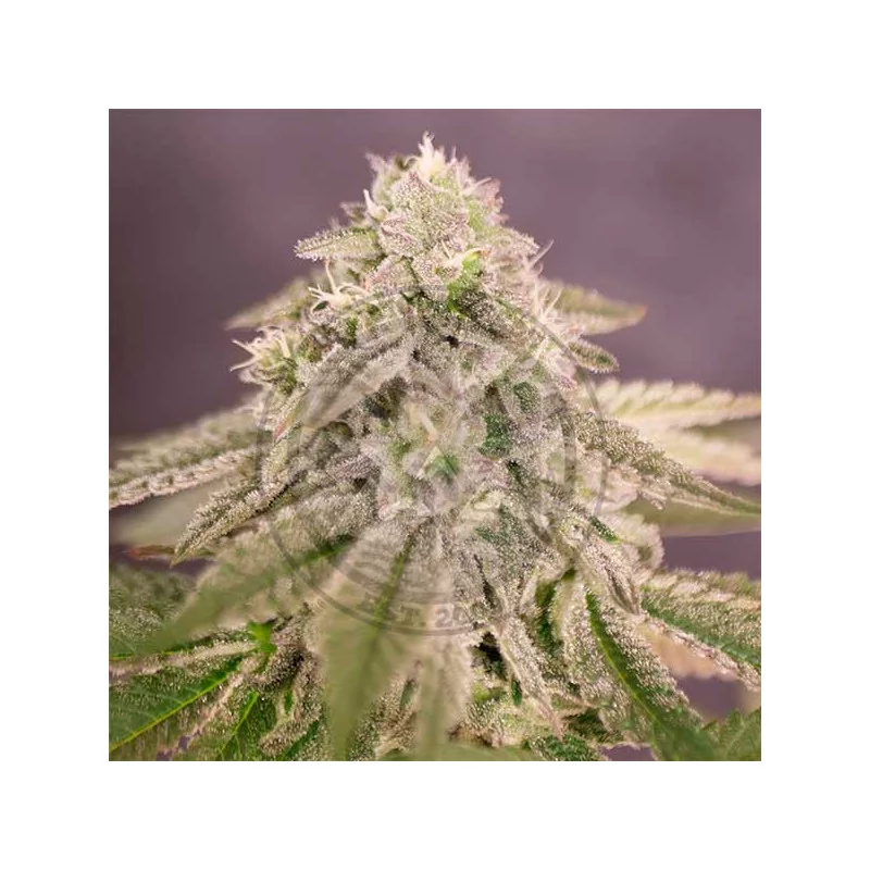 Bay Burger von Delicious Seeds
