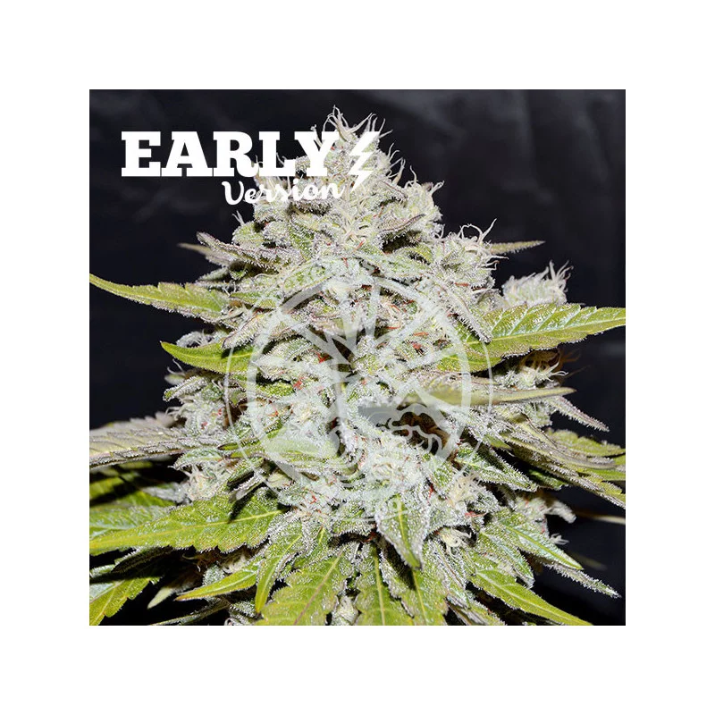 Bay Burger Early Version von Delicious Seeds