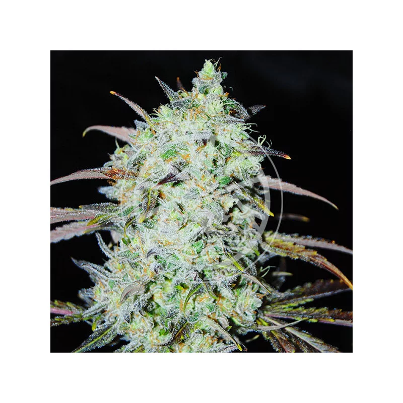 Bay Haze von Delicious Seeds