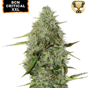 BCN Critical XXL Auto von Seedstockers