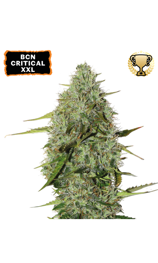 BCN Critical XXL Auto von Seedstockers