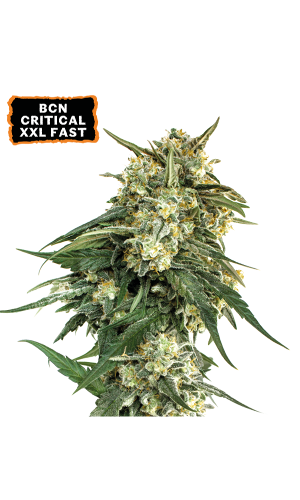 BCN Critical XXL Fast von Seedstockers
