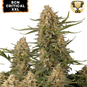 BCN Critical XXL von Seedstockers
