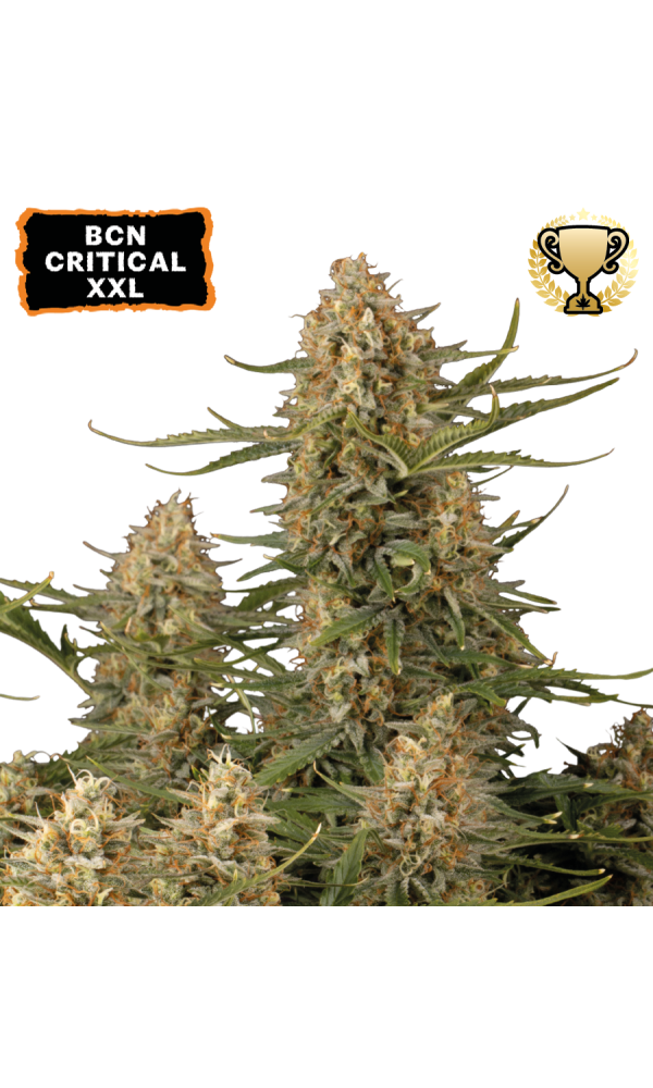 BCN Critical XXL von Seedstockers