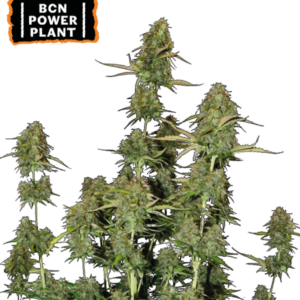 BCN Power Plant Auto von Seedstockers