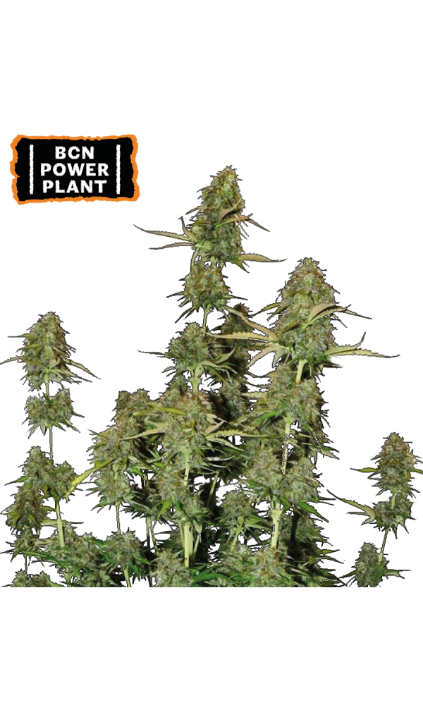 BCN Power Plant Auto von Seedstockers