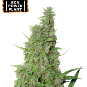 BCN Power Plant von Seedstockers