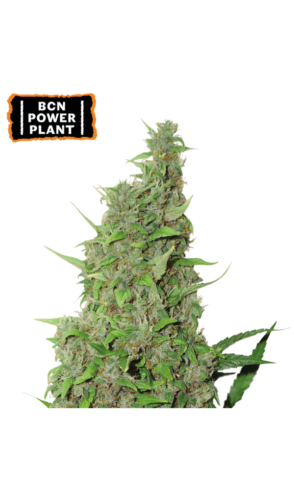 BCN Power Plant von Seedstockers