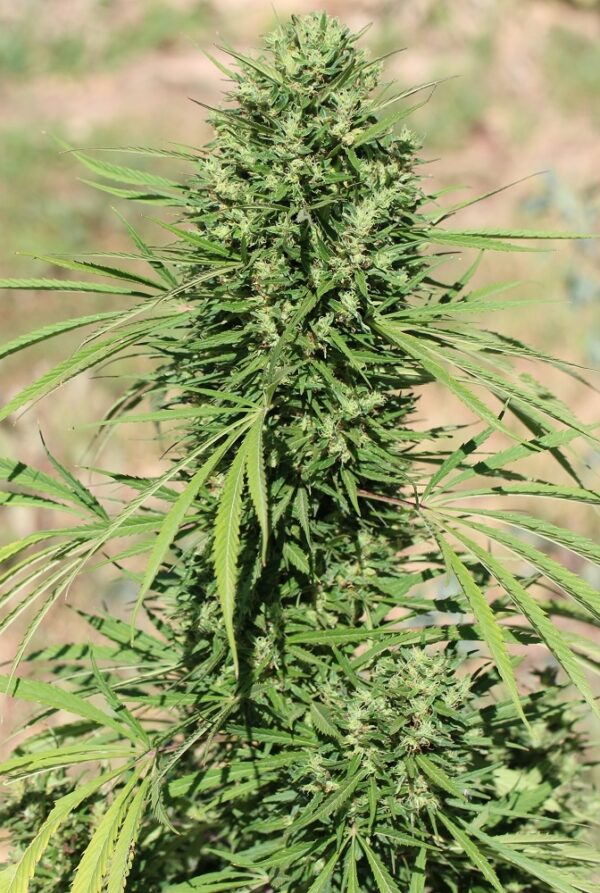 Morocco Beldia Kif von ACE Seeds