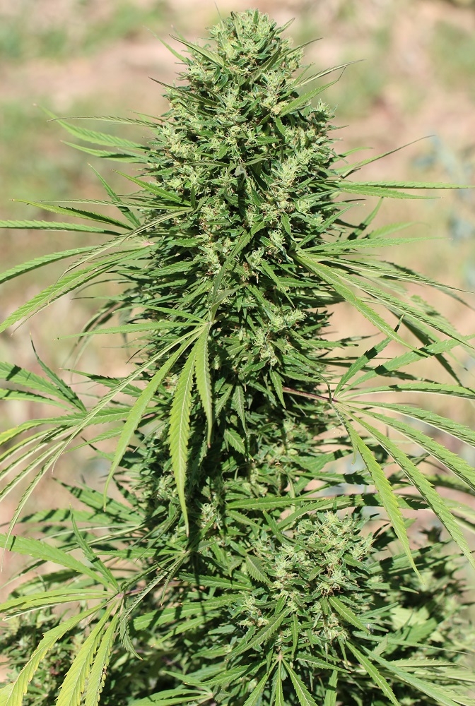 Morocco Beldia Kif von ACE Seeds