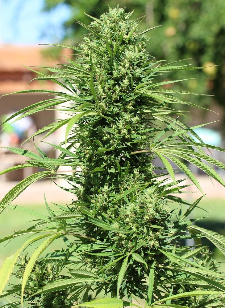 Morocco Beldia Kif von ACE Seeds