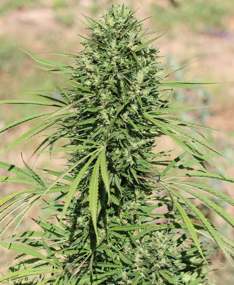 Morocco Beldia Kif von ACE Seeds
