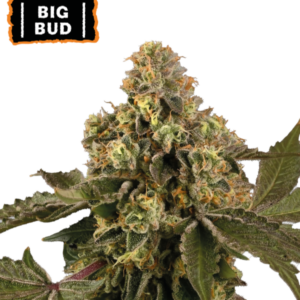 Big Bud Auto von Seedstockers