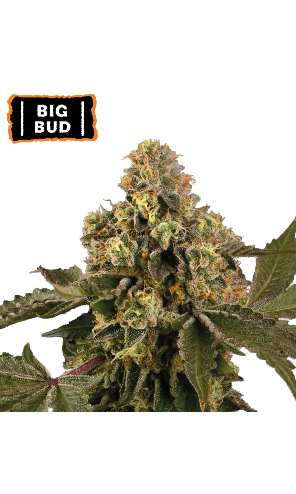 Big Bud Auto von Seedstockers