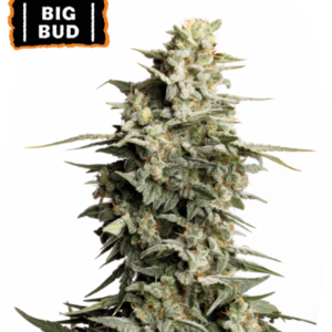 Big Bud von Seedstockers