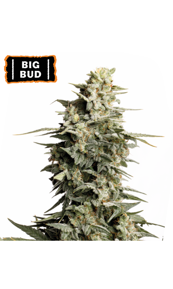 Big Bud von Seedstockers
