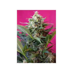 Big Devil XL Auto von Sweet Seeds