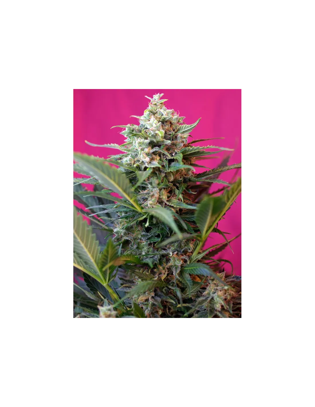 Big Devil XL Auto von Sweet Seeds