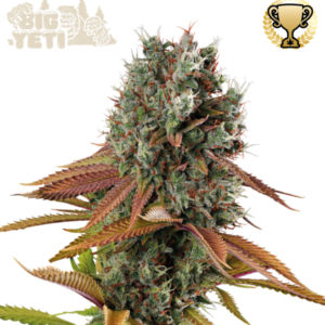 Big Yeti Outdoor von Seedstockers