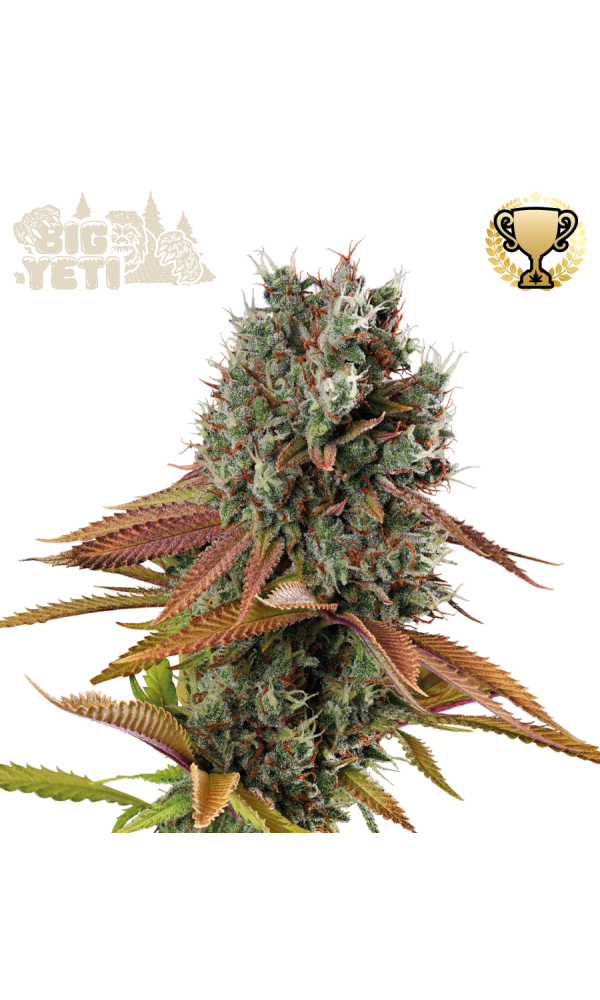 Big Yeti Outdoor von Seedstockers