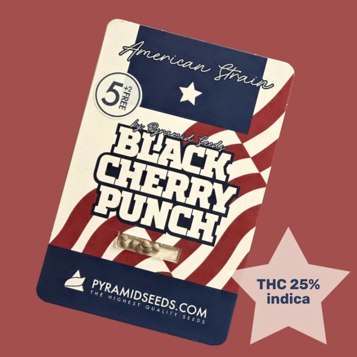 Black Cherry Punch Pyramid Seeds