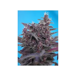 Black Cream Auto von Sweet Seeds