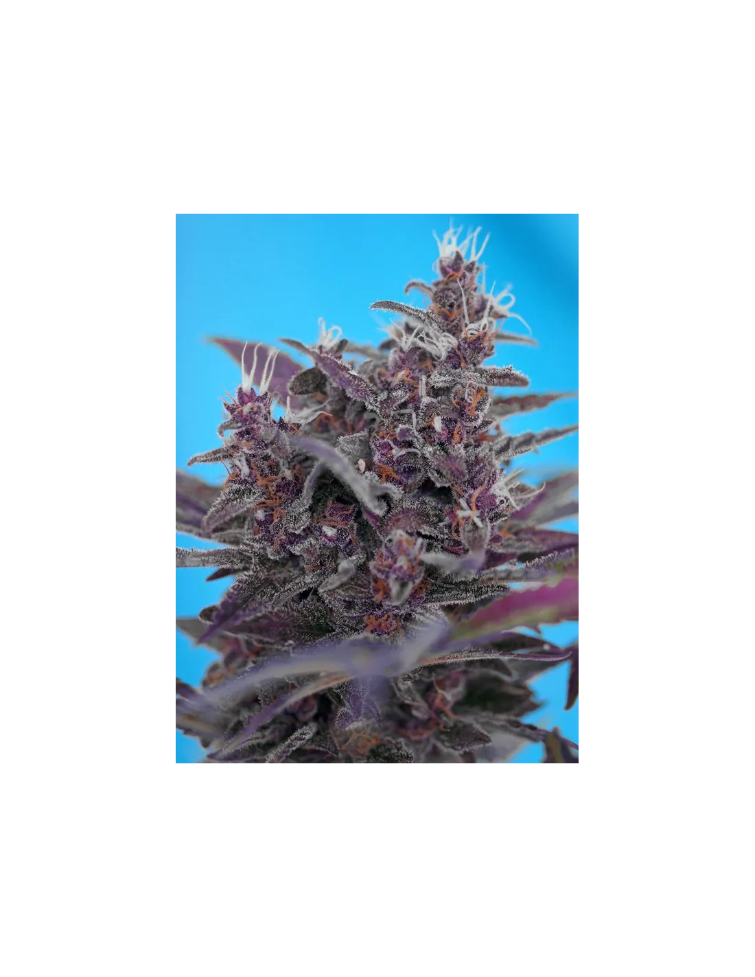 Black Cream Auto von Sweet Seeds