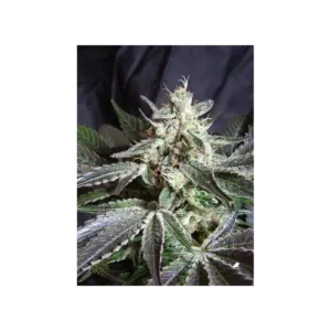 Black Jack von Sweet Seeds
