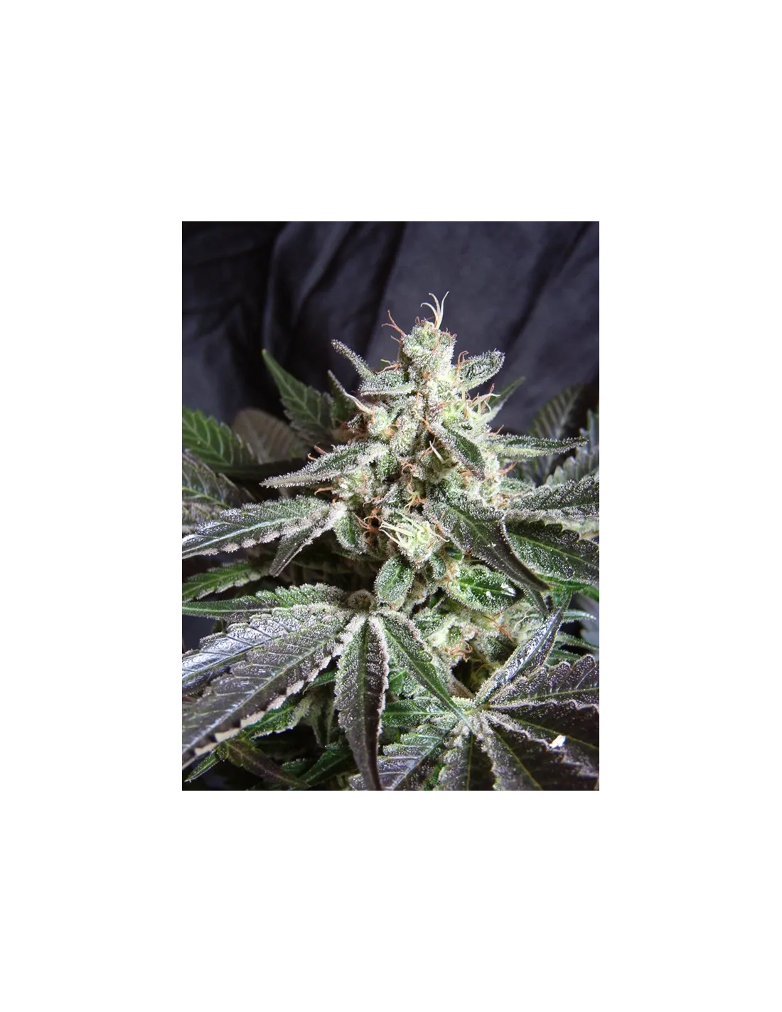 Black Jack von Sweet Seeds