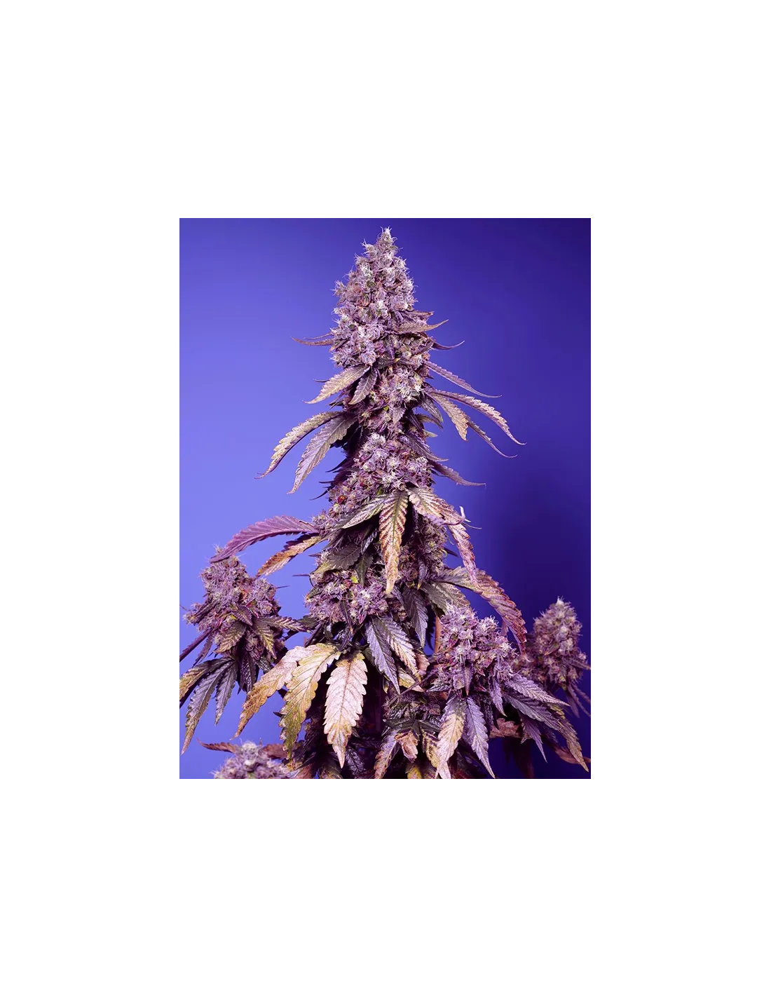 Black Muffin F1 Fast Version 100 St. Sweet Seeds